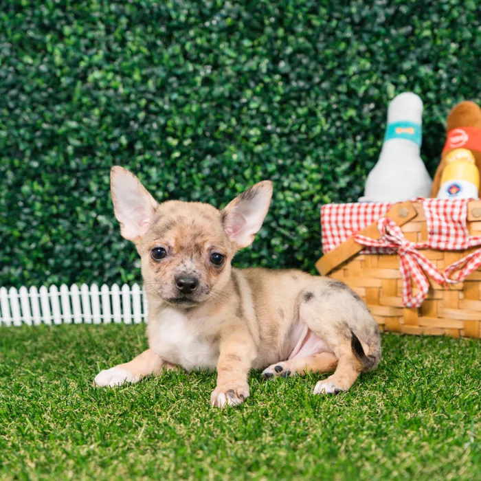 Male Chihuahua puppy named Chico for sale at Puppy Dreams - Missouri City.