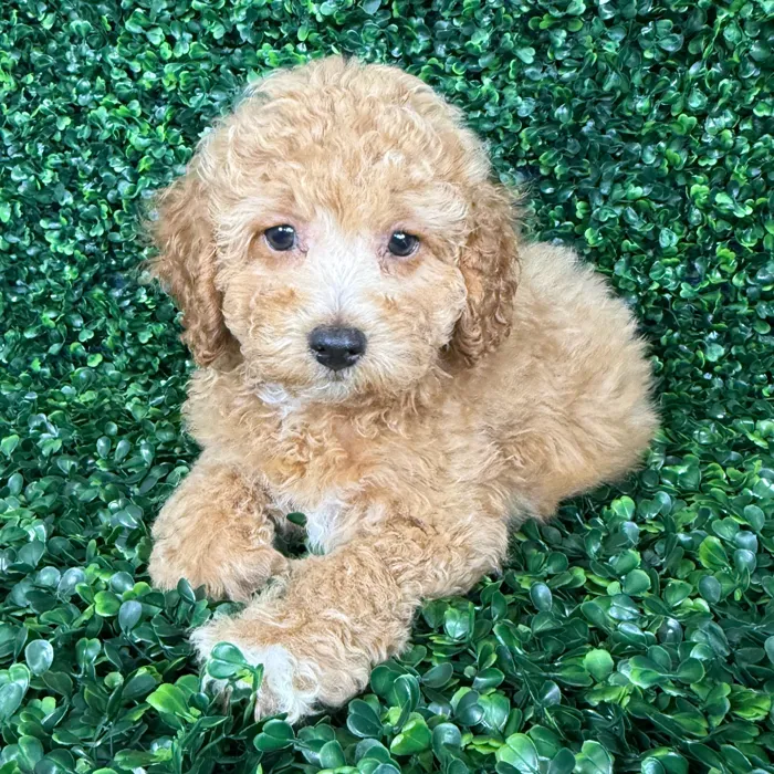 Male Mini Poodle puppy named William for sale at Puppy Dreams - Missouri City.