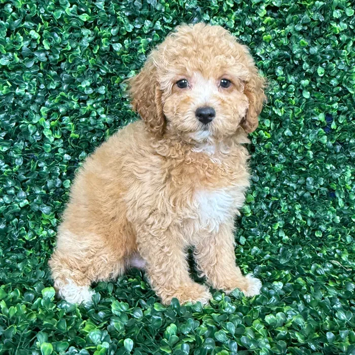 Male Mini Poodle puppy named William for sale at Puppy Dreams - Missouri City.