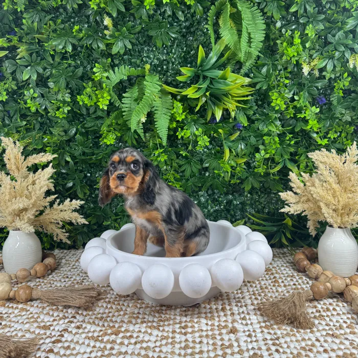 Male Cavalier King Charles Spaniel puppy named Buggy for sale at Puppy Dreams - Katy.