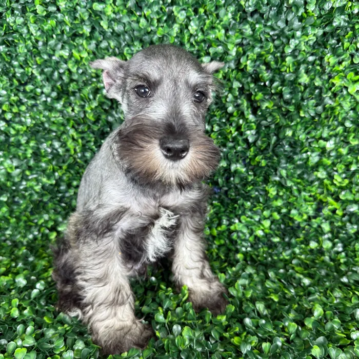 Male Schnauzer puppy named Toby for sale at Puppy Dreams - Missouri City.