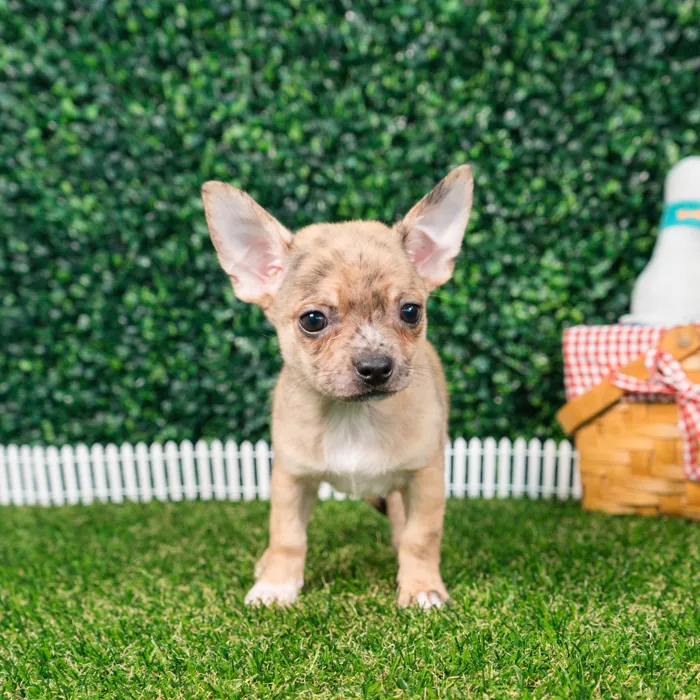 Male Chihuahua puppy named Chico for sale at Puppy Dreams - Missouri City.
