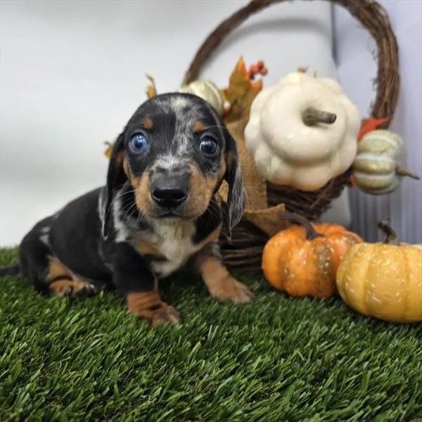 Male Dachshund puppy for sale at Puppy Dreams - Missouri City.