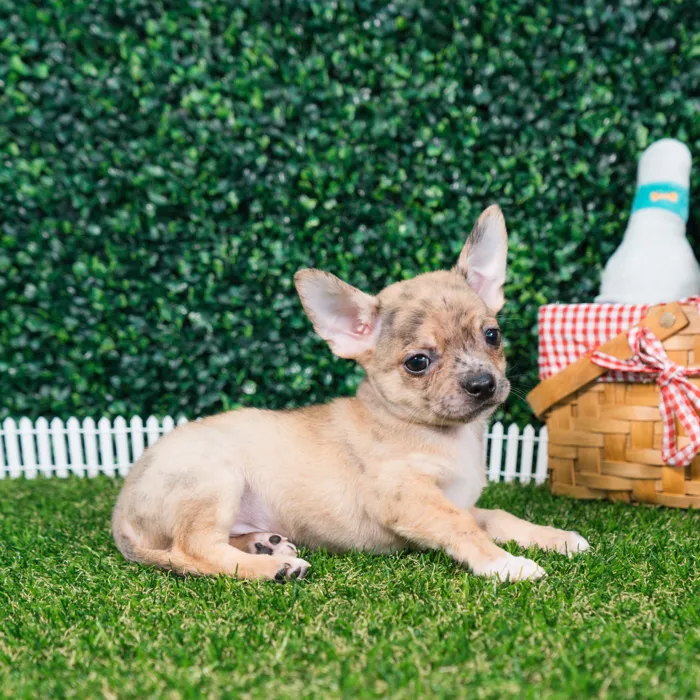 Male Chihuahua puppy named Chico for sale at Puppy Dreams - Missouri City.