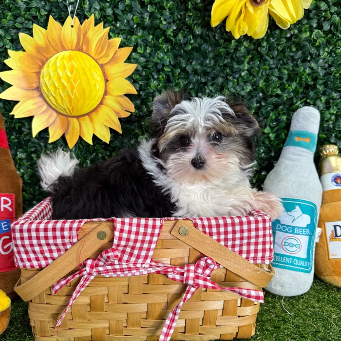 Male Yorkie puppy named Theo for sale at Puppy Dreams - Missouri City.