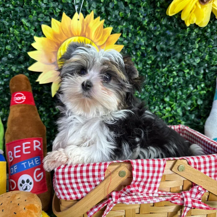 Male Yorkie puppy named Theo for sale at Puppy Dreams - Missouri City.