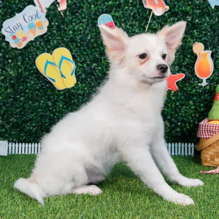 Male Pomchi puppy named Olaf for sale at Puppy Dreams - Missouri City.