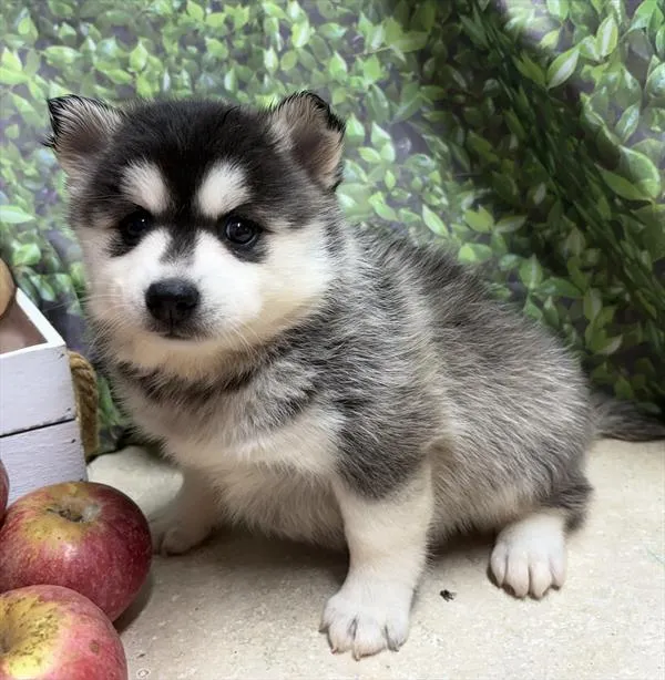 Female Pomsky puppy for sale at Puppy Dreams - Missouri City.