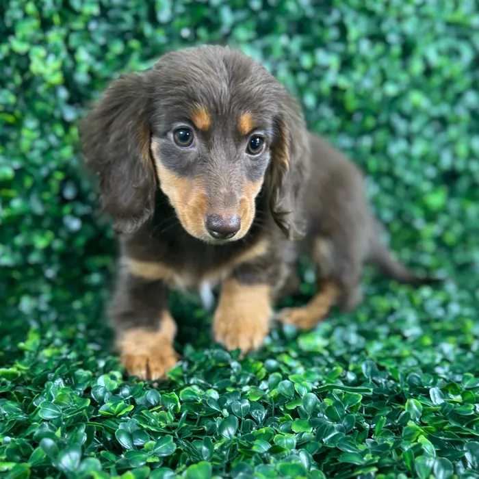Female Dachshund puppy named Maple for sale at Puppy Dreams - Missouri City.