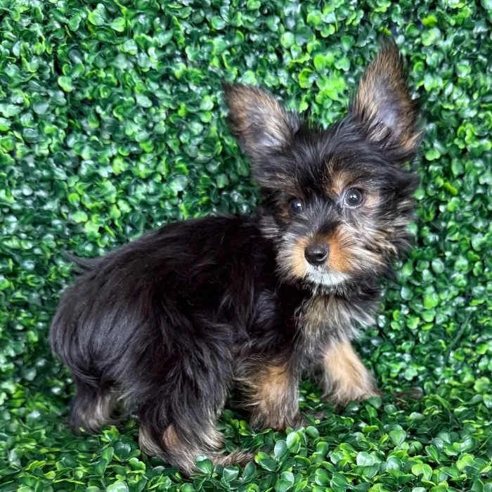 Female Yorkie puppy named Molly for sale at Puppy Dreams - Missouri City.