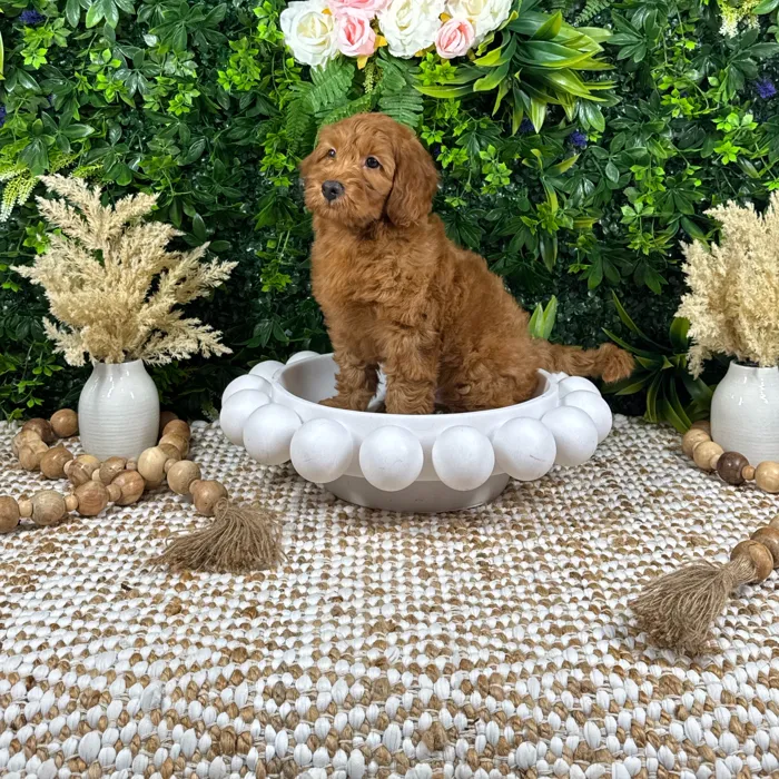 Male Mini Goldendoodle puppy named Maverick for sale at Puppy Dreams - Katy.