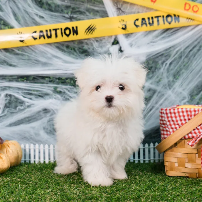 Male Maltese puppy named Wally for sale at Puppy Dreams - Missouri City.
