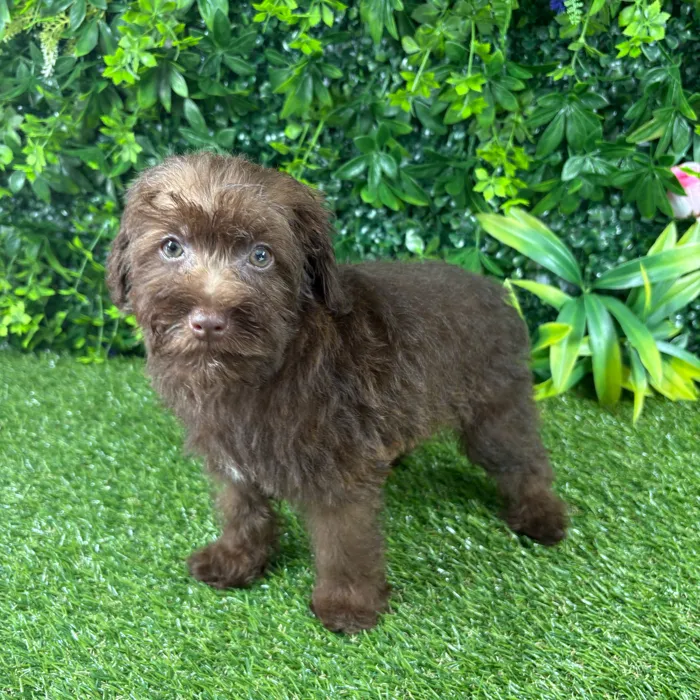Female Schnoodle puppy named Sol for sale at Puppy Dreams - Katy.