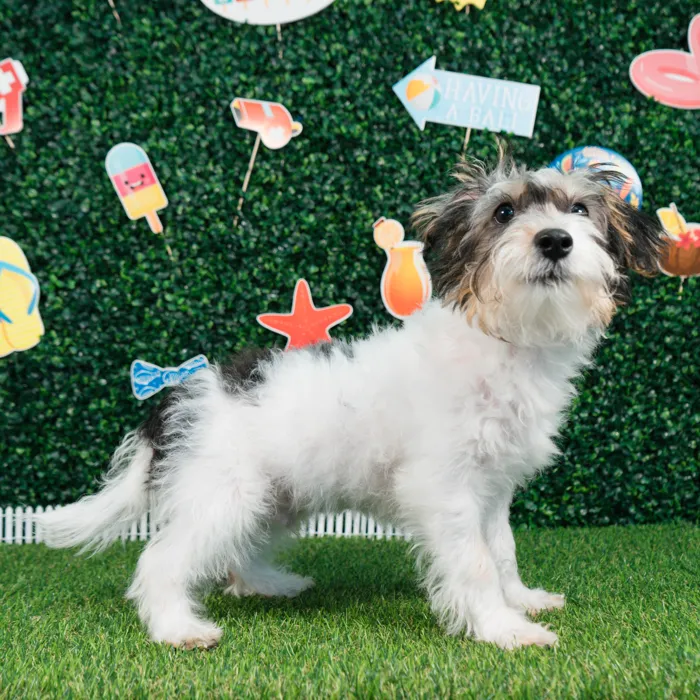 Male Yorkie-Poo puppy named Romeo for sale at Puppy Dreams - Missouri City.