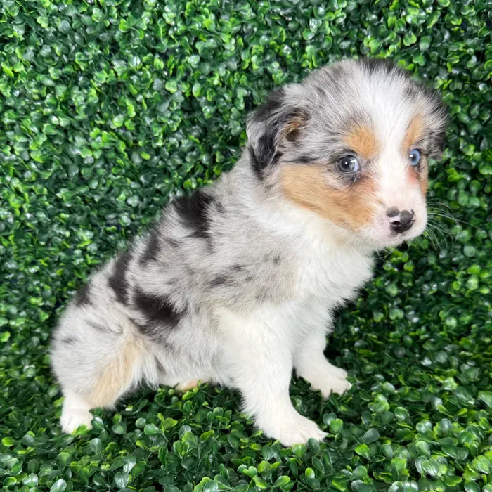 Female Australian Shepherd puppy named Nova for sale at Puppy Dreams - Missouri City.