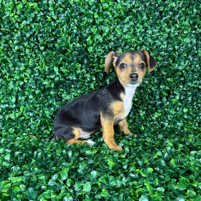 Male Chiweenie puppy named Dexter for sale at Puppy Dreams - Missouri City.