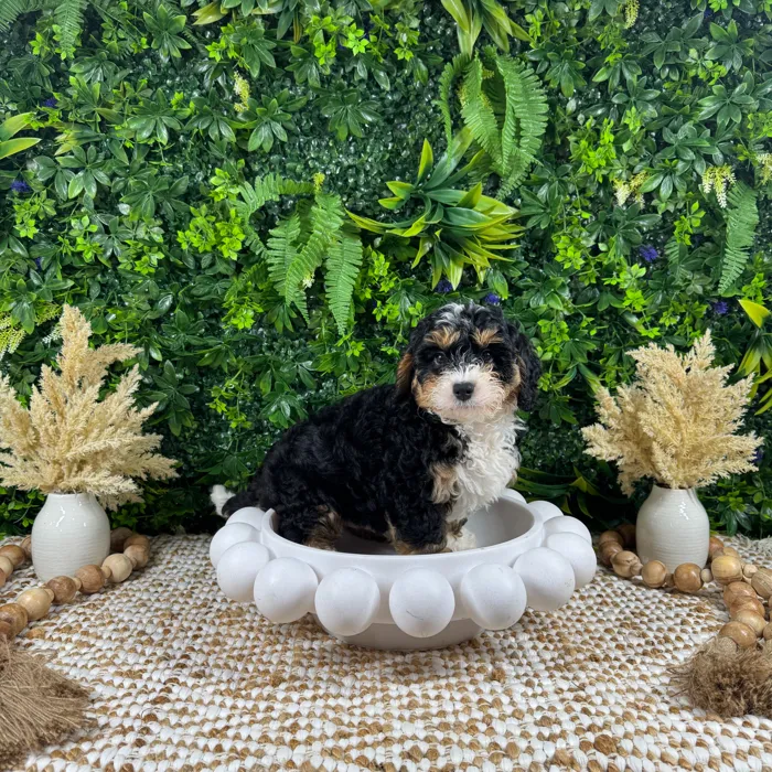 Male Bernedoodle puppy named Bear for sale at Puppy Dreams - Katy.