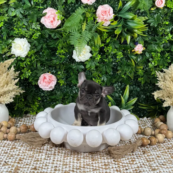 Male French Bulldog puppy named Zion for sale at Puppy Dreams - Katy.