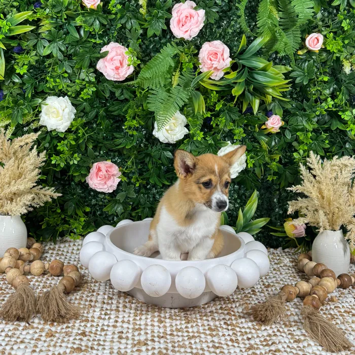 Female Pembroke Welsh Corgi puppy named Thea for sale at Puppy Dreams - Katy.