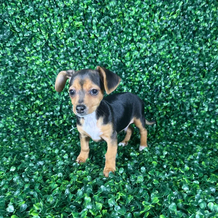 Male Chiweenie puppy named Dexter for sale at Puppy Dreams - Missouri City.