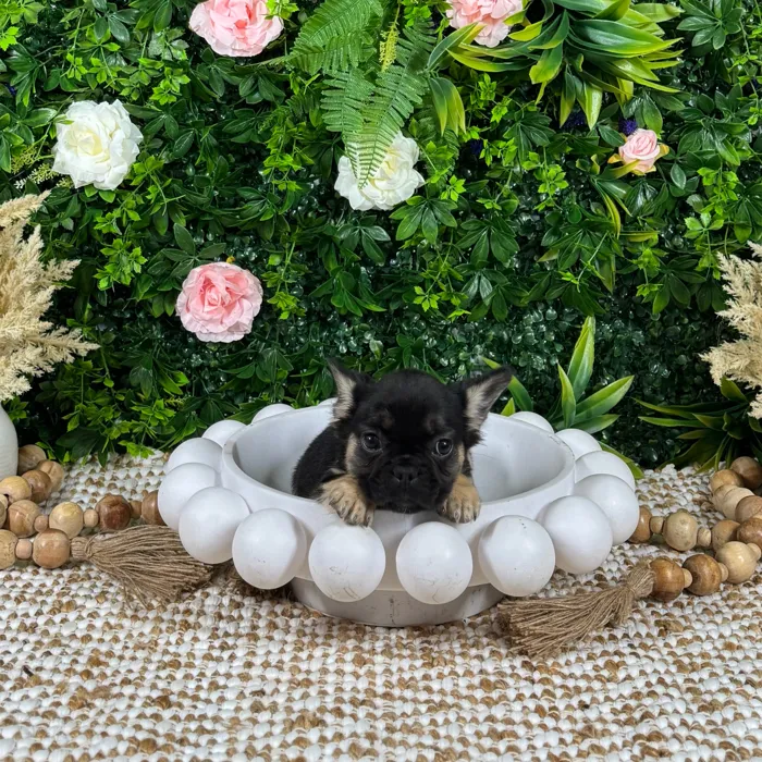 Female French Bulldog puppy named Zuri for sale at Puppy Dreams - Katy.