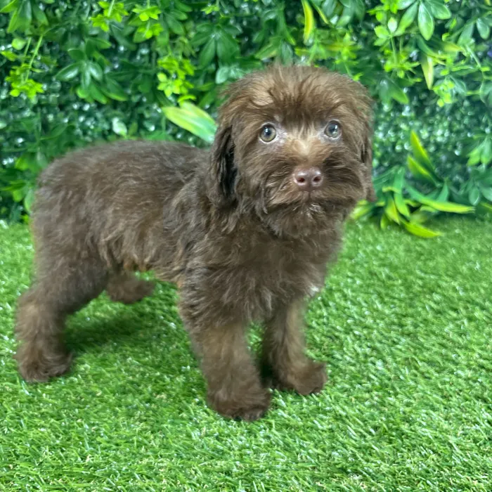 Female Schnoodle puppy named Sol for sale at Puppy Dreams - Katy.