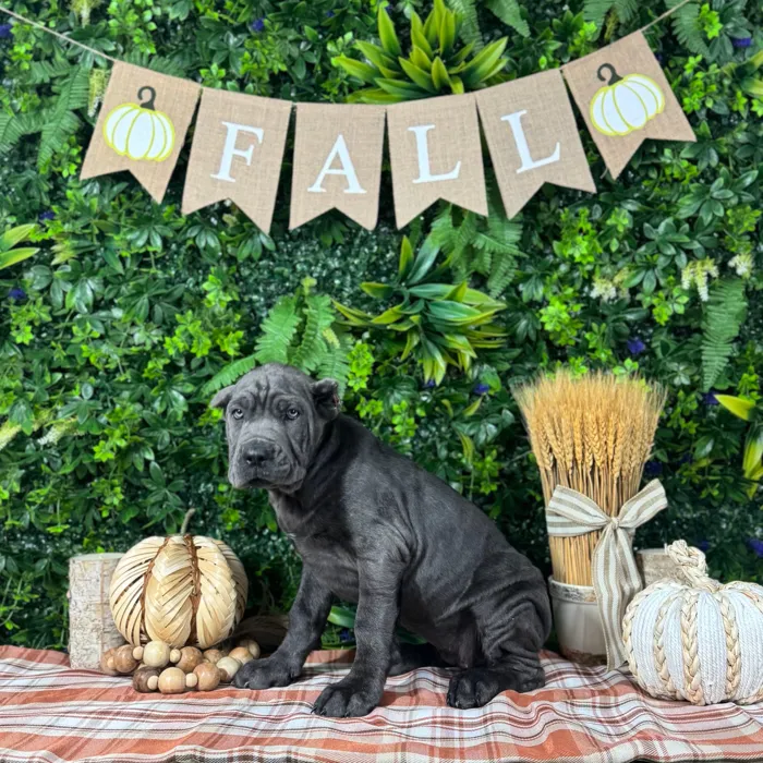 Female Cane Corso puppy named Coraline for sale at Puppy Dreams - Katy.