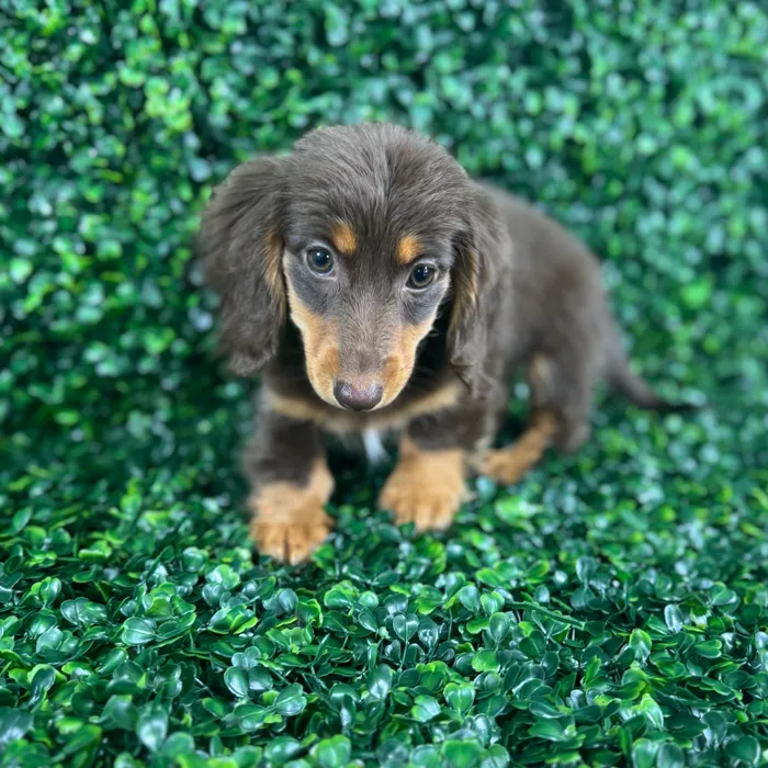 Female Dachshund puppy named Maple for sale at Puppy Dreams - Missouri City.