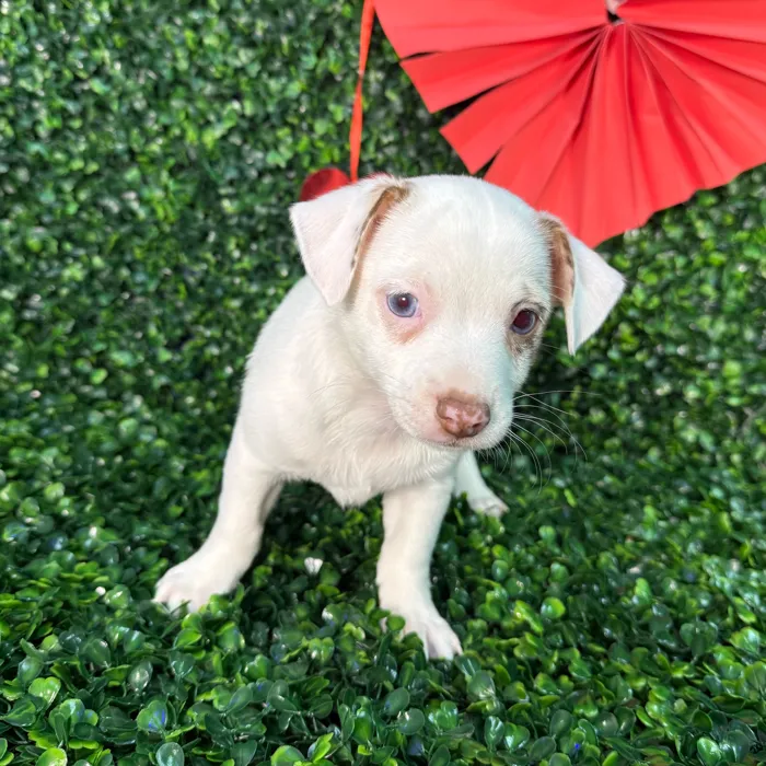 Male Chihuahua puppy named Tank for sale at Puppy Dreams - Missouri City.