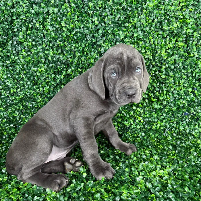 Female Cane Corso puppy named Xena for sale at Puppy Dreams - Missouri City.