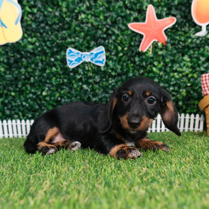 Female Dachshund puppy named Frankie for sale at Puppy Dreams - Missouri City.