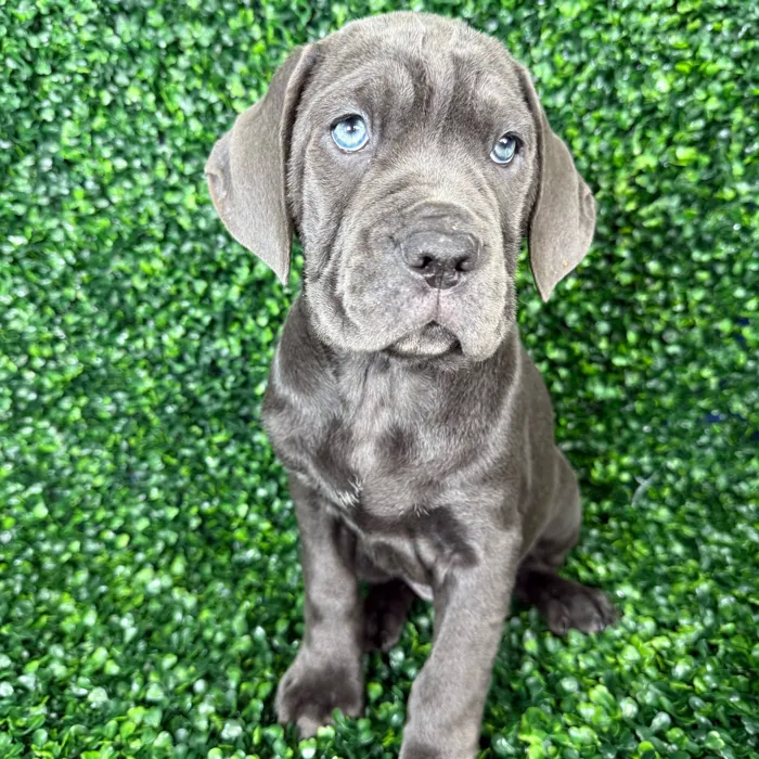 Female Cane Corso puppy named Xena for sale at Puppy Dreams - Missouri City.
