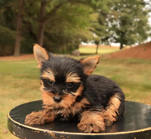 Female Yorkie puppy for sale at Puppy Dreams - Missouri City.