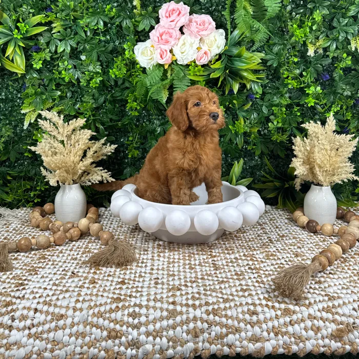 Male Mini Goldendoodle puppy named Maverick for sale at Puppy Dreams - Katy.