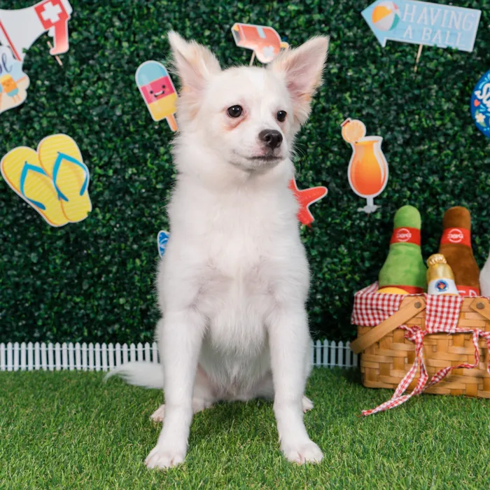 Male Pomchi puppy named Olaf for sale at Puppy Dreams - Missouri City.
