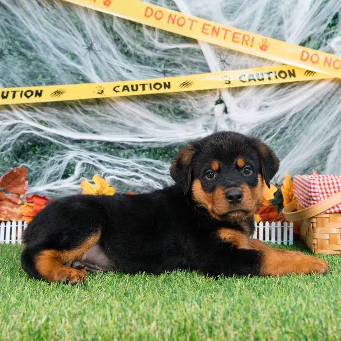Male Rottweiler puppy named Blade for sale at Puppy Dreams - Missouri City.