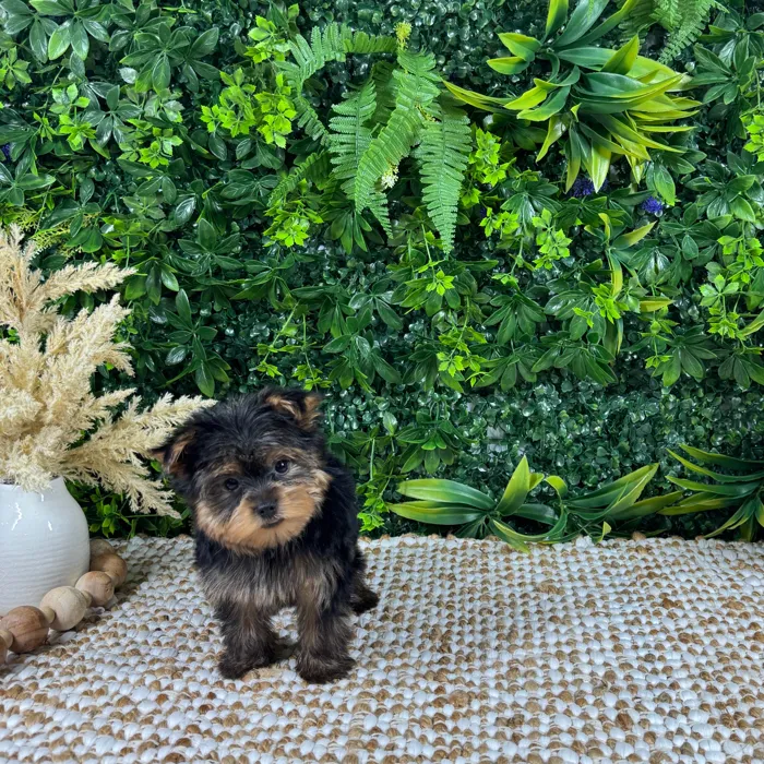 Male Yorkie puppy named Bingo for sale at Puppy Dreams - Katy.