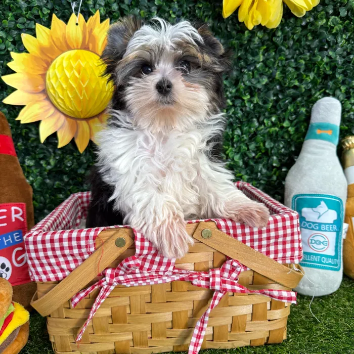 Male Yorkie puppy named Theo for sale at Puppy Dreams - Missouri City.