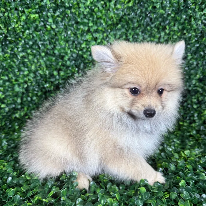 Female Pomeranian puppy named Zara for sale at Puppy Dreams - Missouri City.