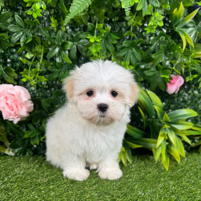 Female Malshi puppy named Zoey for sale at Puppy Dreams - Katy.