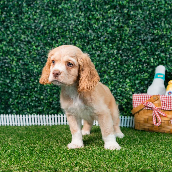 Male Cocker Spaniel puppy named Scout for sale at Puppy Dreams - Missouri City.