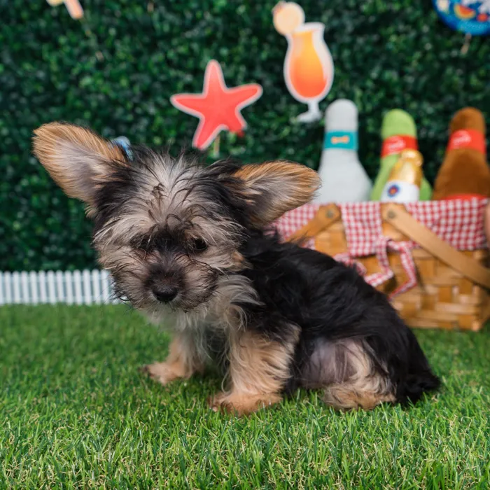 Female Morkie puppy named Daphne for sale at Puppy Dreams - Missouri City.