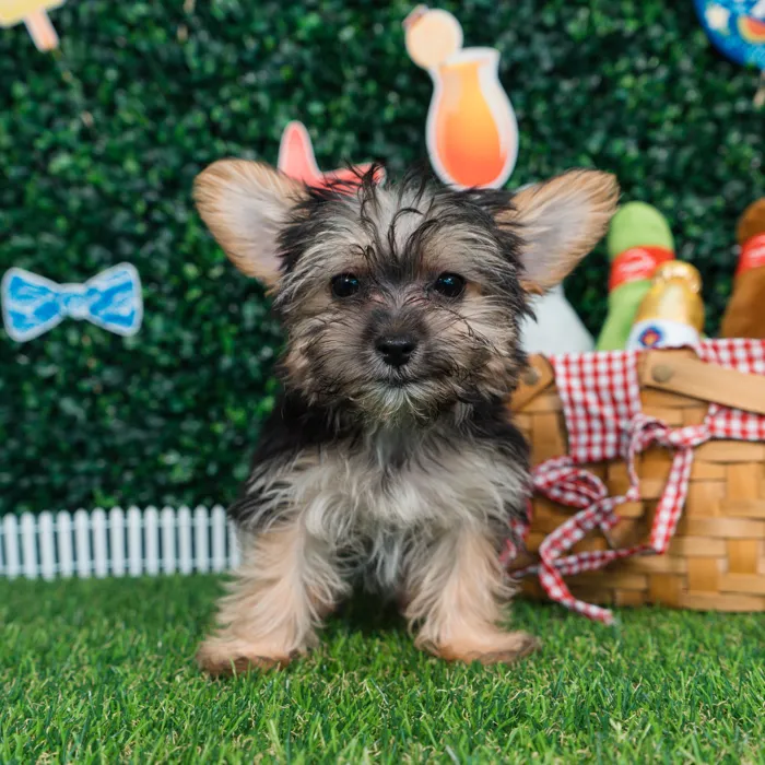 Female Morkie puppy named Daphne for sale at Puppy Dreams - Missouri City.