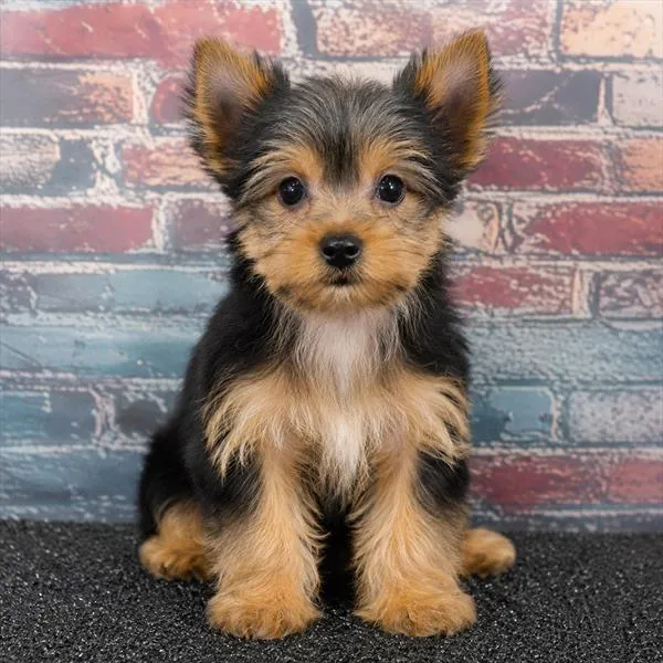Female Yorkie puppy named Cali for sale at Puppy Dreams - Katy.