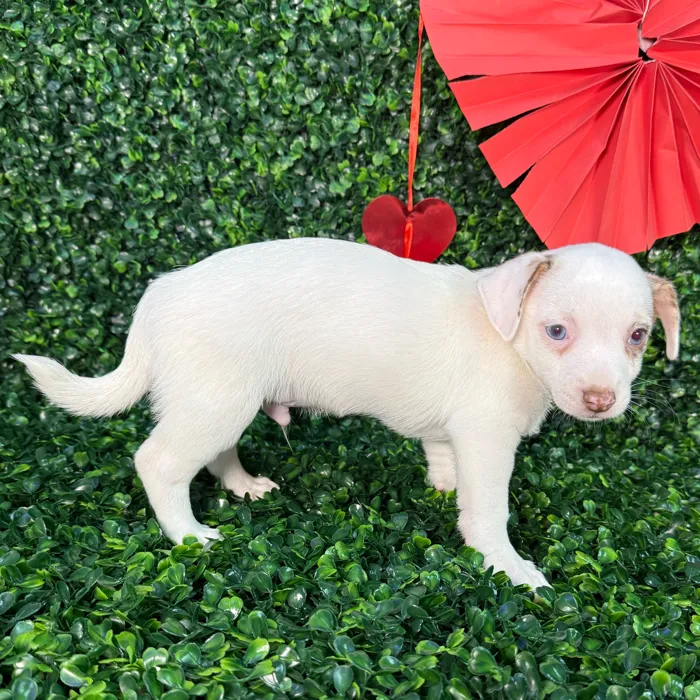 Male Chihuahua puppy named Tank for sale at Puppy Dreams - Missouri City.