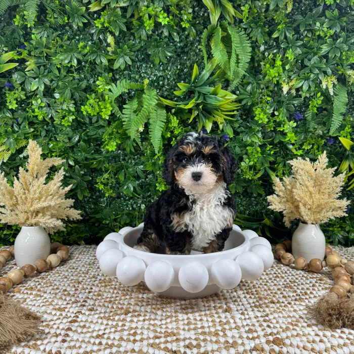 Male Bernedoodle puppy named Bear for sale at Puppy Dreams - Katy.