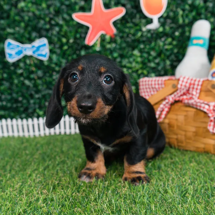 Female Dachshund puppy named Frankie for sale at Puppy Dreams - Missouri City.