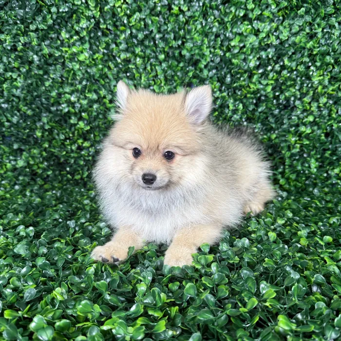 Female Pomeranian puppy named Zara for sale at Puppy Dreams - Missouri City.