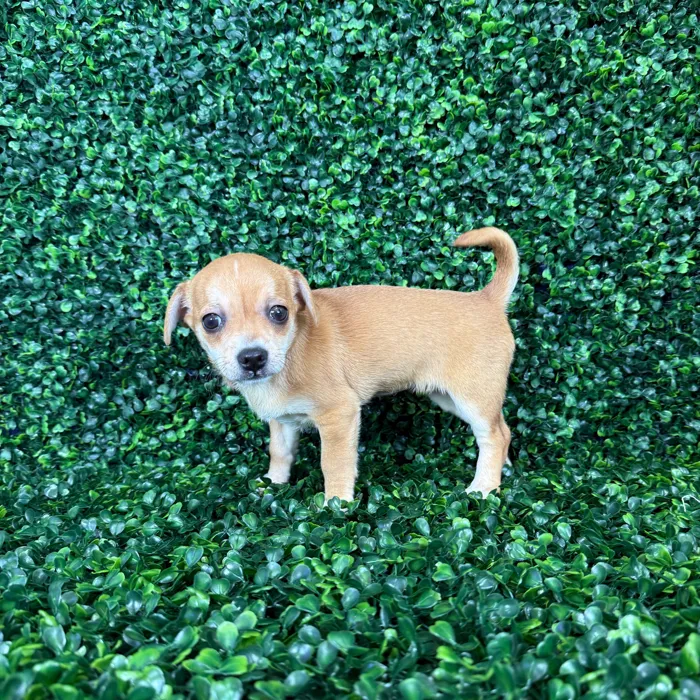 Female Chiweenie puppy named Annie for sale at Puppy Dreams - Missouri City.