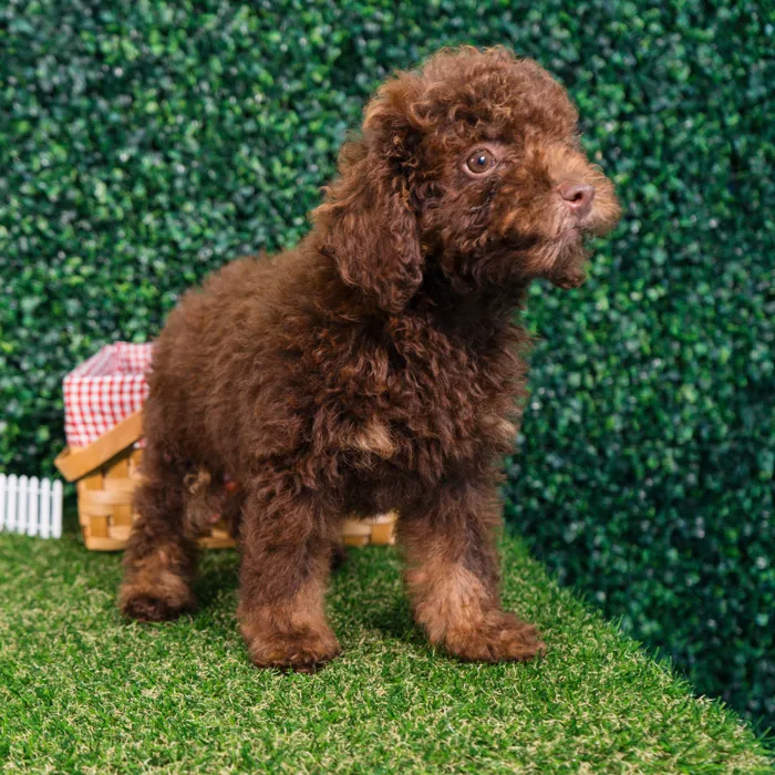 Male Mini Poodle puppy named Pepper for sale at Puppy Dreams - Missouri City.